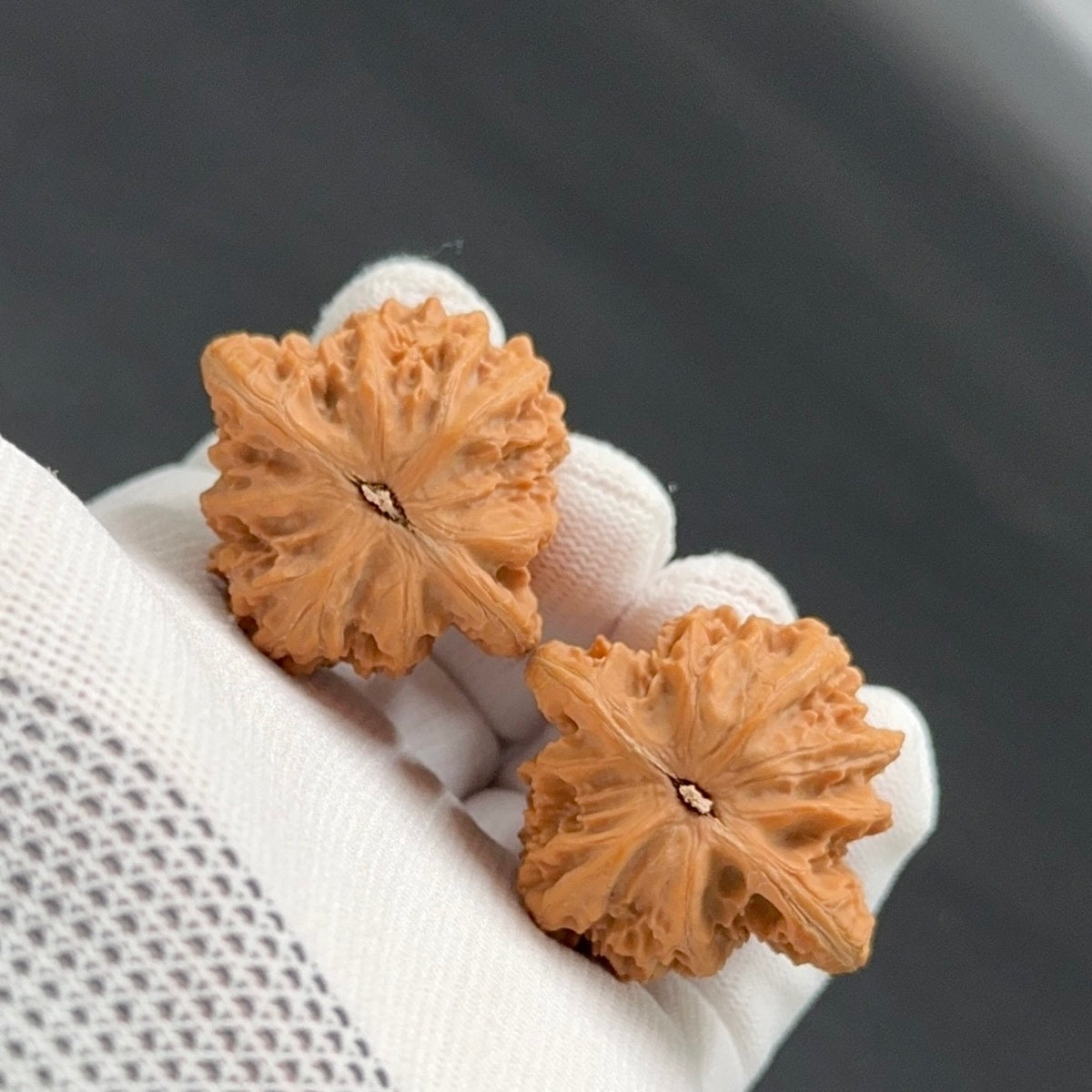 Specical Price|XiaYunLing Wenwan Walnuts(Ragular Grade)