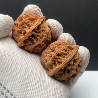 Premium|36mm Apple Orchard Walnut |No.0260622-02