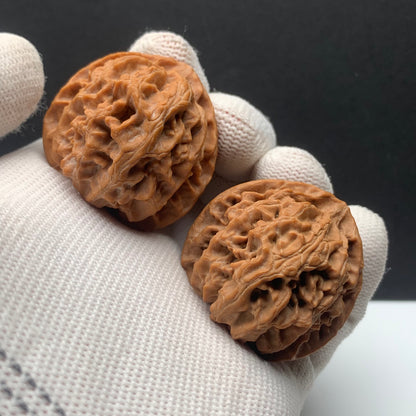 Premium|36mm Apple Orchard Walnut |No.0260622-02