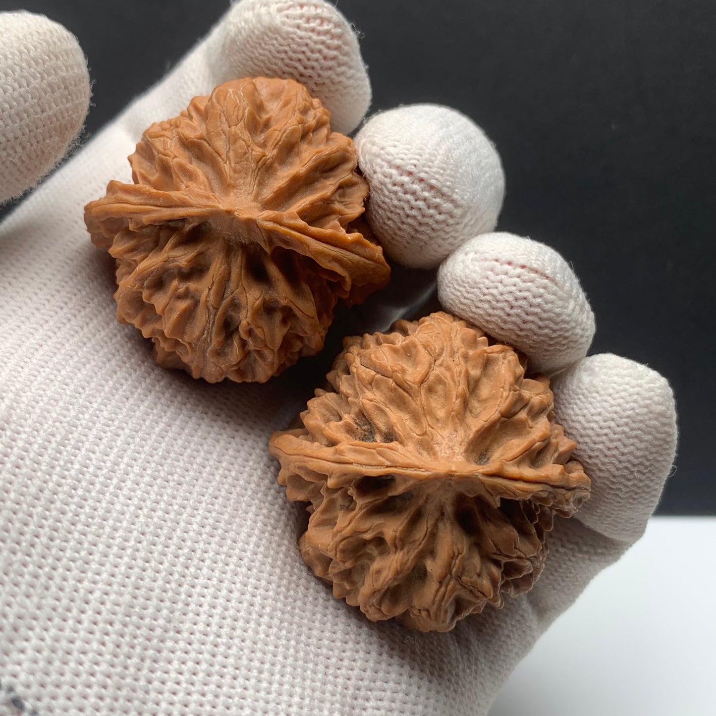Premium|36mm Apple Orchard Walnut |No.0260622-02