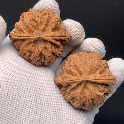 Apple Orchard Walnuts | Width40*Belly38*Height31 | No. 0260627-06 | Premium