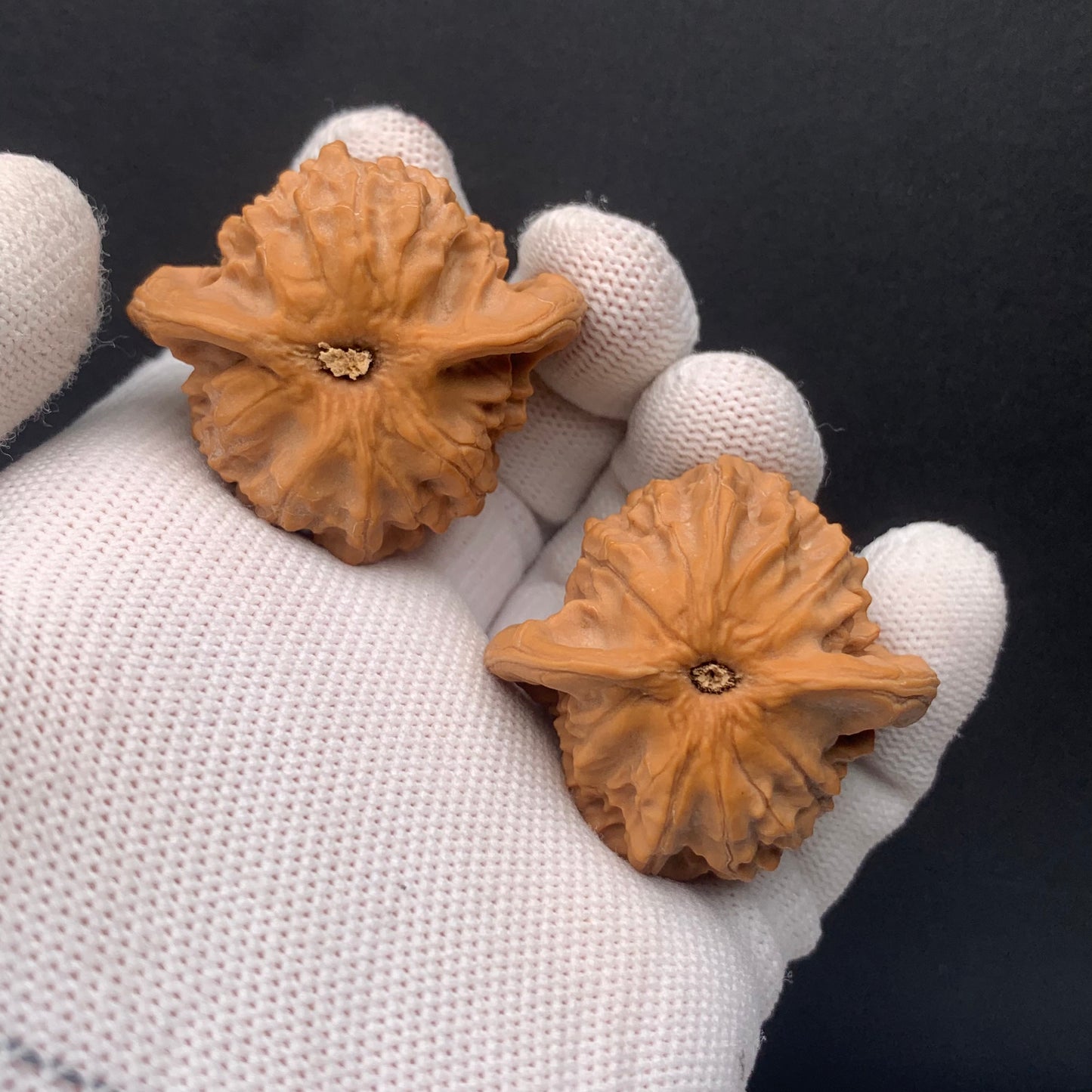 Big Ear Tutu Walnuts | Width40*Belly37*Height36 | No. 67304 | Premium