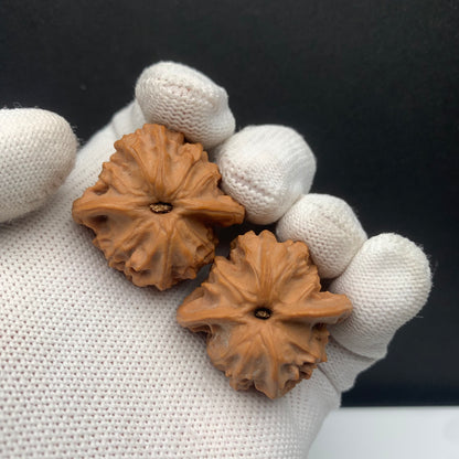 Big Ear Tutu Walnuts | Width33*Belly32*Height30 | No. 671304 | Premium