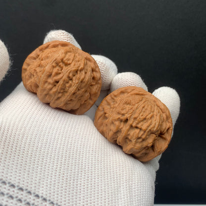 Blunt Tip White Lion Walnuts | Width38*Belly34*Height30 | No. 0260626-06 | Premium