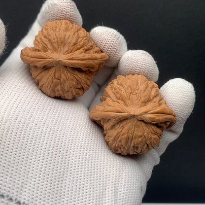 Blunt Tip White Lion Walnuts | Width38*Belly34*Height30 | No. 0260626-06 | Premium