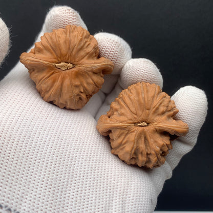 Blunt Tip White Lion Walnuts | Width38*Belly34*Height30 | No. 0260626-06 | Premium