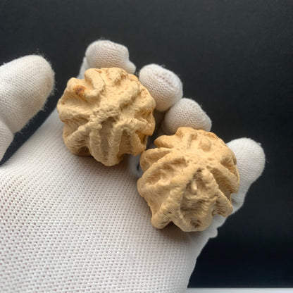 Wild Qiankun Ghost‑Face Walnuts | Belly37*Height50 | No. B039 | Premium