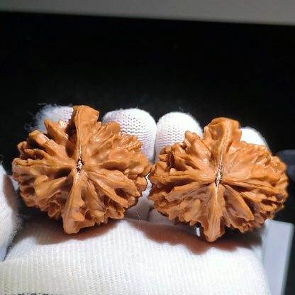 Specical Price | Fortune Mouse Wenwan Walnuts（Ragular Grade）