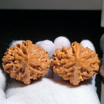 Specical Price | Fortune Mouse Wenwan Walnuts（Ragular Grade）