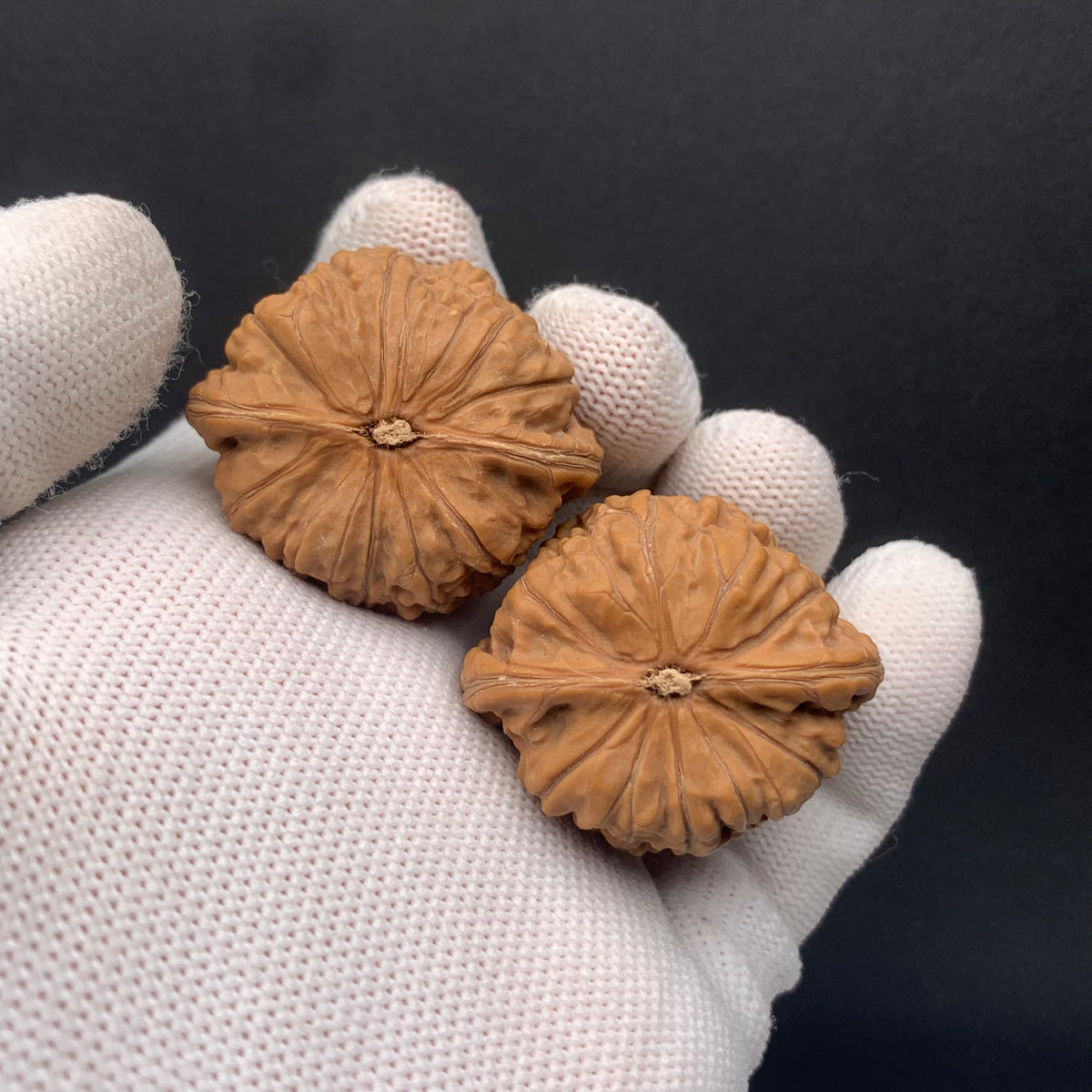 Golden Cicada Walnuts | Width37*Belly32*Height32 | No. 0260714-4 | Premium