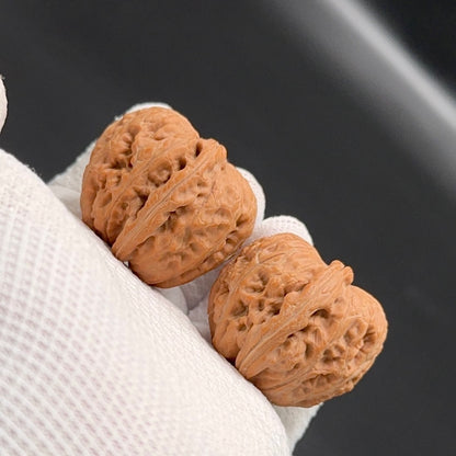 Specical Price |Golden Ingot Wenwan Walnuts （Ragular Grade）
