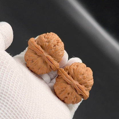 Specical Price |Golden Ingot Wenwan Walnuts （Ragular Grade）