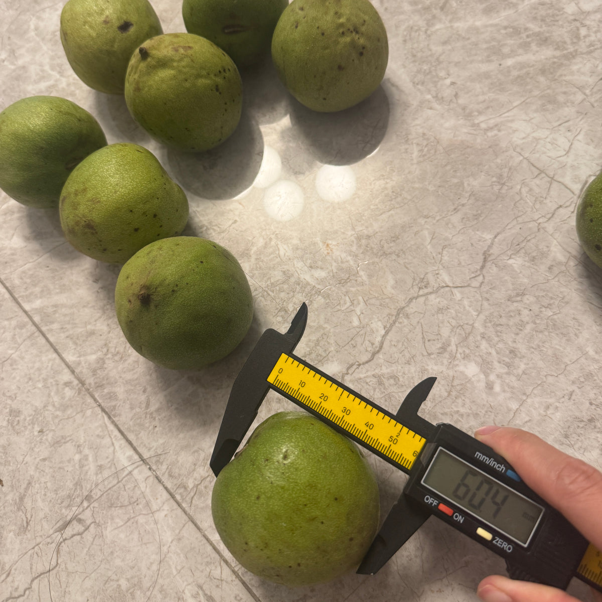 Fresh 2026 Harvest of Chinese Wenwan Walnuts