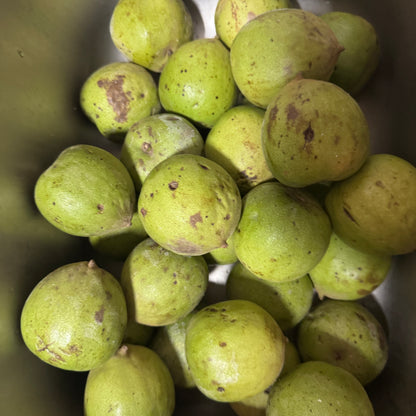 Fresh 2026 Harvest of Chinese Wenwan Walnuts