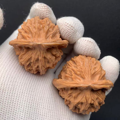 Heaven &Earth Walnuts | Width39*Belly38*Height37 | No. 0260714-1 | Premium