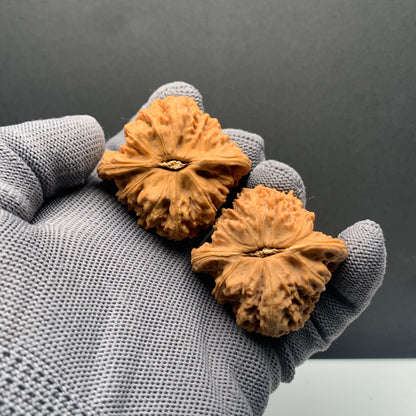 Angel's Wing Nanjiangshi Wenwan Walnuts | Width43*Belly41*Height40 | NO.68316 | Premium