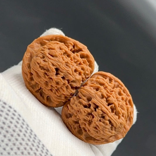 Specical Price | NanJiangShi Wenwan Walnuts （Ragular Grade）