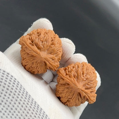 Specical Price | NanJiangShi Wenwan Walnuts （Ragular Grade）