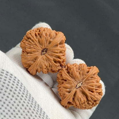 Specical Price | NanJiangShi Wenwan Walnuts （Ragular Grade）