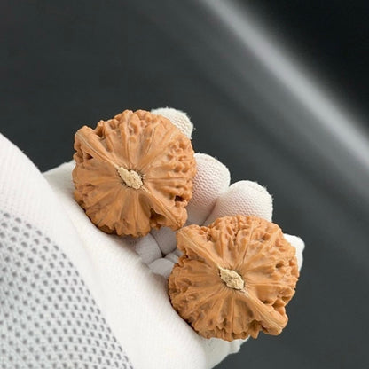 Specical Price | Palace Lantern Wenwan Walnuts（Ragular Grade）
