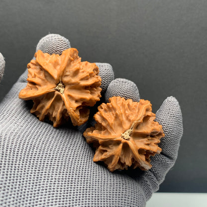 Panshan Tri‑Edge Walnuts | Width38/37/37*Height44 | NO.69123 | Premium