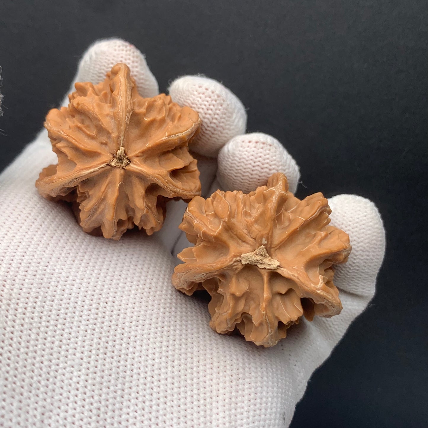 Panshan Triprismatic Walnuts | Width36*Height46 | No. 67303 | Premium