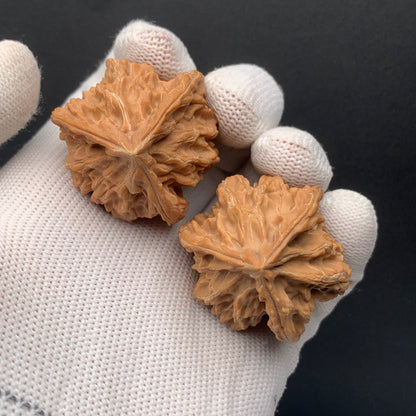 Panshan Triprismatic Walnuts | Width36*Height46 | No. 67303 | Premium
