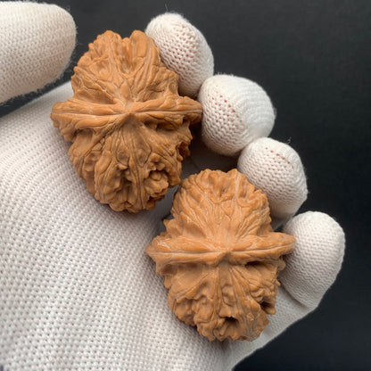 Sanyanggu Thick Rib Walnuts | Width34*Belly41*Height36 | No. 67301 | Premium