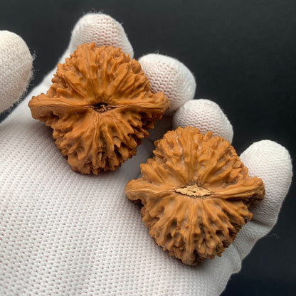Starry Sky Walnuts | Width39*Belly37*Height40 | No. 0260627-04 | Premium