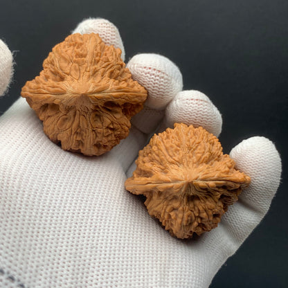 Starry Sky Walnuts | Width38*Belly36*Height38 | No. 0260627-07 | Premium
