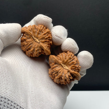 Stars Everywhere Walnuts | Width38*Belly35*Height38 | No. 68011 | Premium