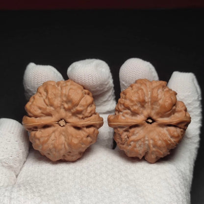 Specical Price | Toad Head Wenwan Walnuts （Ragular Grade）