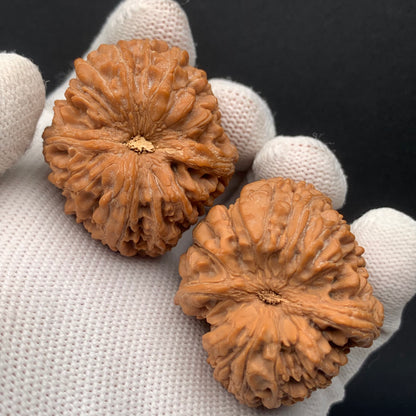 Treasure Bottle Walnuts | Width36*Belly40*Height42 | No. 0260627-05 | Premium
