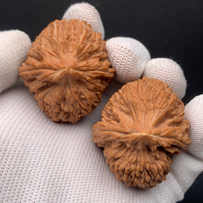 Treasure Bottle Walnuts | Width36*Belly40*Height42 | No. 0260627-05 | Premium