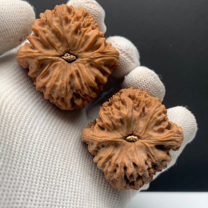Triangle Nanjiang Walnuts | Width40*Belly40*Height43 | NO.608183 | Premium