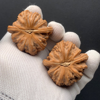 Triangular White Lion Walnuts | Width40*Belly40*Height35 | No. 67273 | Premium