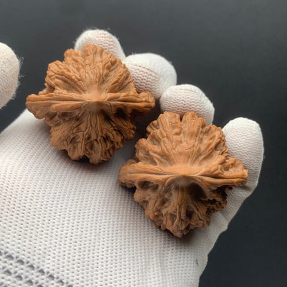 Wheat Ear Tiger Head Walnuts | Width42*Belly40*Height45 | No. 67271 | Premium