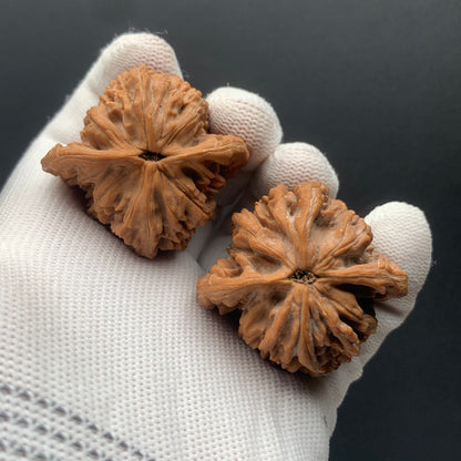 Wheat Ear Tiger Head Walnuts | Width42*Belly40*Height45 | No. 67271 | Premium