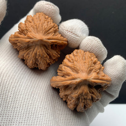 Wheat‑ear Tiger Head Walnuts | Width38*Belly38*Height42 | No.608181 | Premium