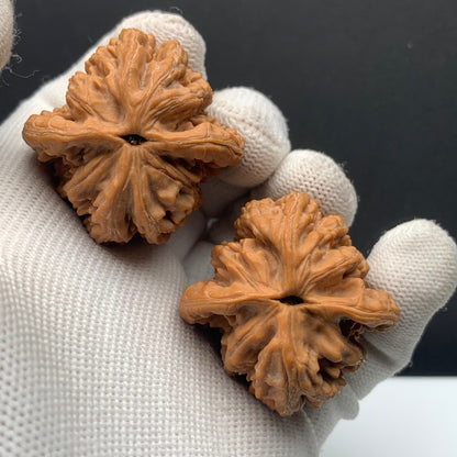 Wheat‑ear Tiger Head Walnuts | Width38*Belly38*Height42 | No.608181 | Premium