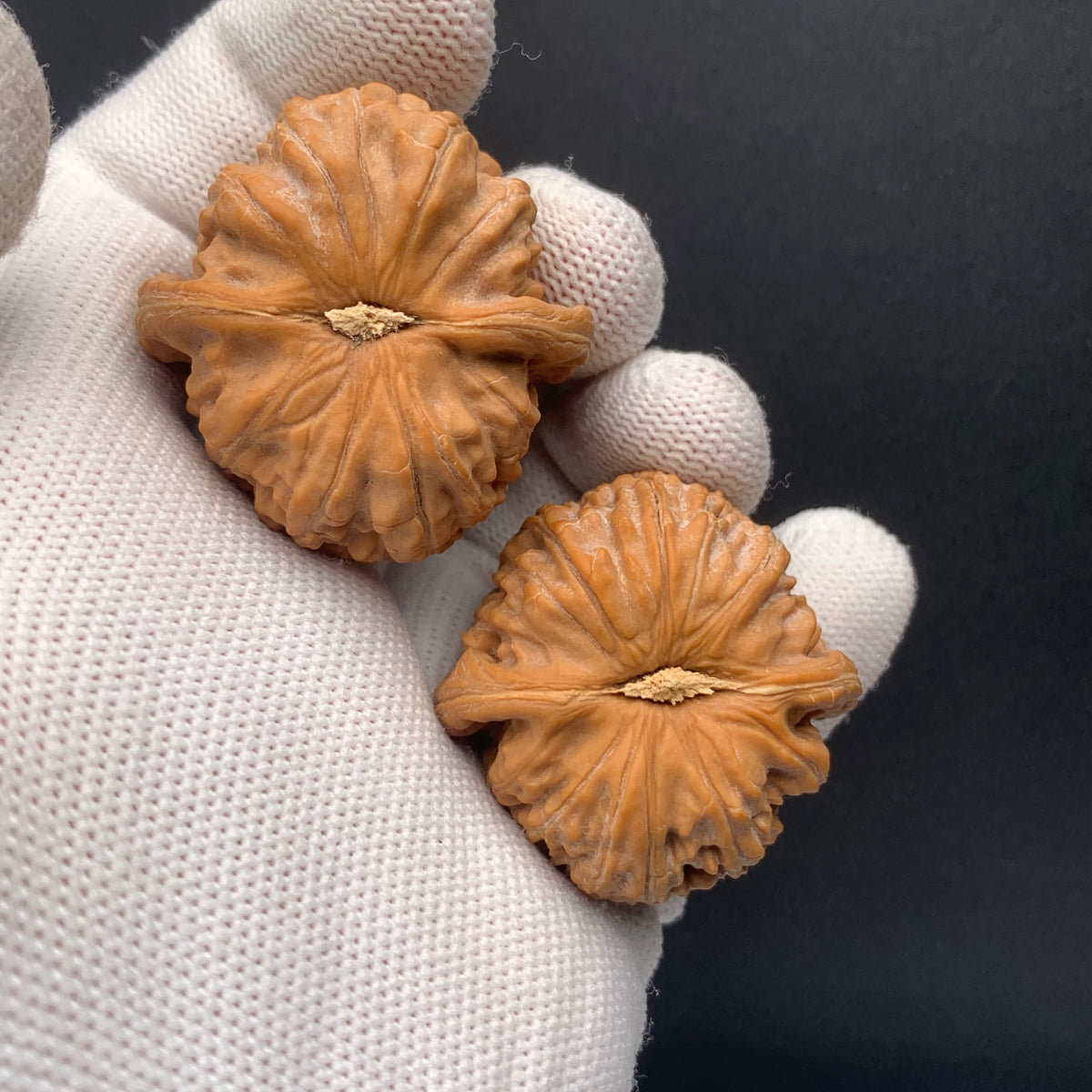 White Lion Walnuts | Width37*Belly37*Height30 | No. 671602 | Premium