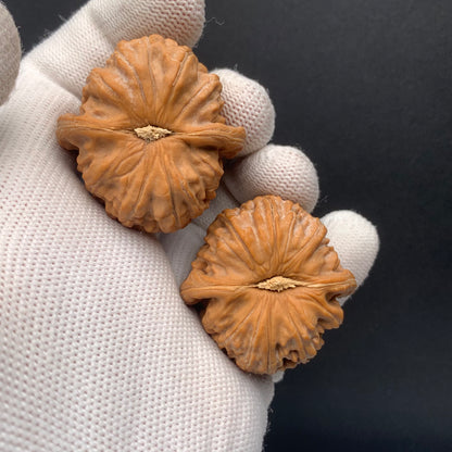 White Lion Walnuts | Width37*Belly37*Height30 | No. 671602 | Premium