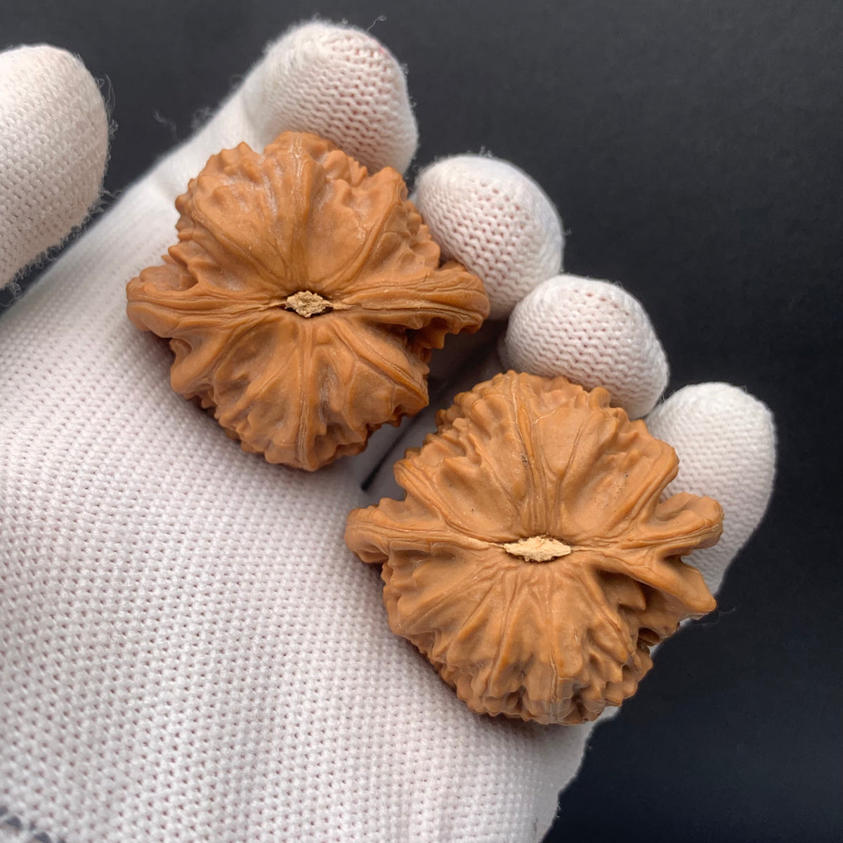 White Lion Walnuts | Width39*Belly37*Height34 | No. 671603 | Premium