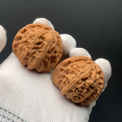 White Lion Walnuts | Width40*Belly39*Height34 | No. 671605 | Premium
