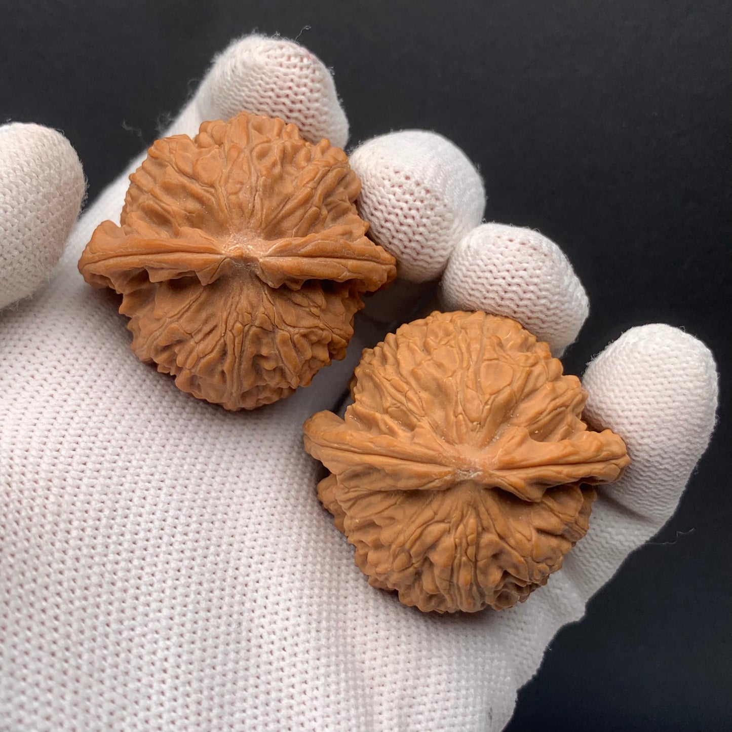 White Lion Walnuts | Width39*Belly37*Height34 | No. 671603 | Premium