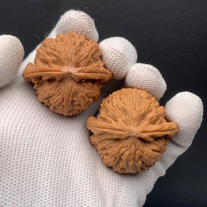 White Lion Walnuts | Width39*Belly37*Height34 | No. 671603 | Premium