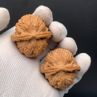 White Lion Walnuts | Width37*Belly37*Height30 | No. 671602 | Premium
