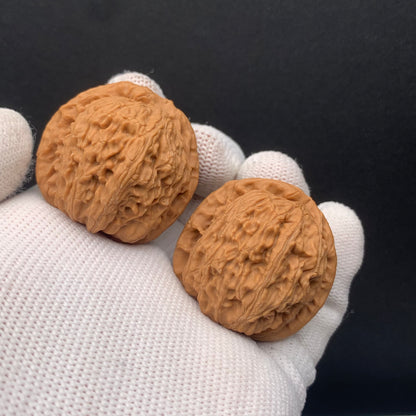 White Lion Walnuts | Width35*Belly34*Height33 | No. 671702 | Premium