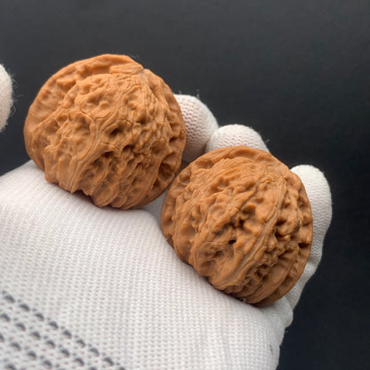 White Lion Walnuts | Width40*Belly39*Height34 | No. 671605 | Premium
