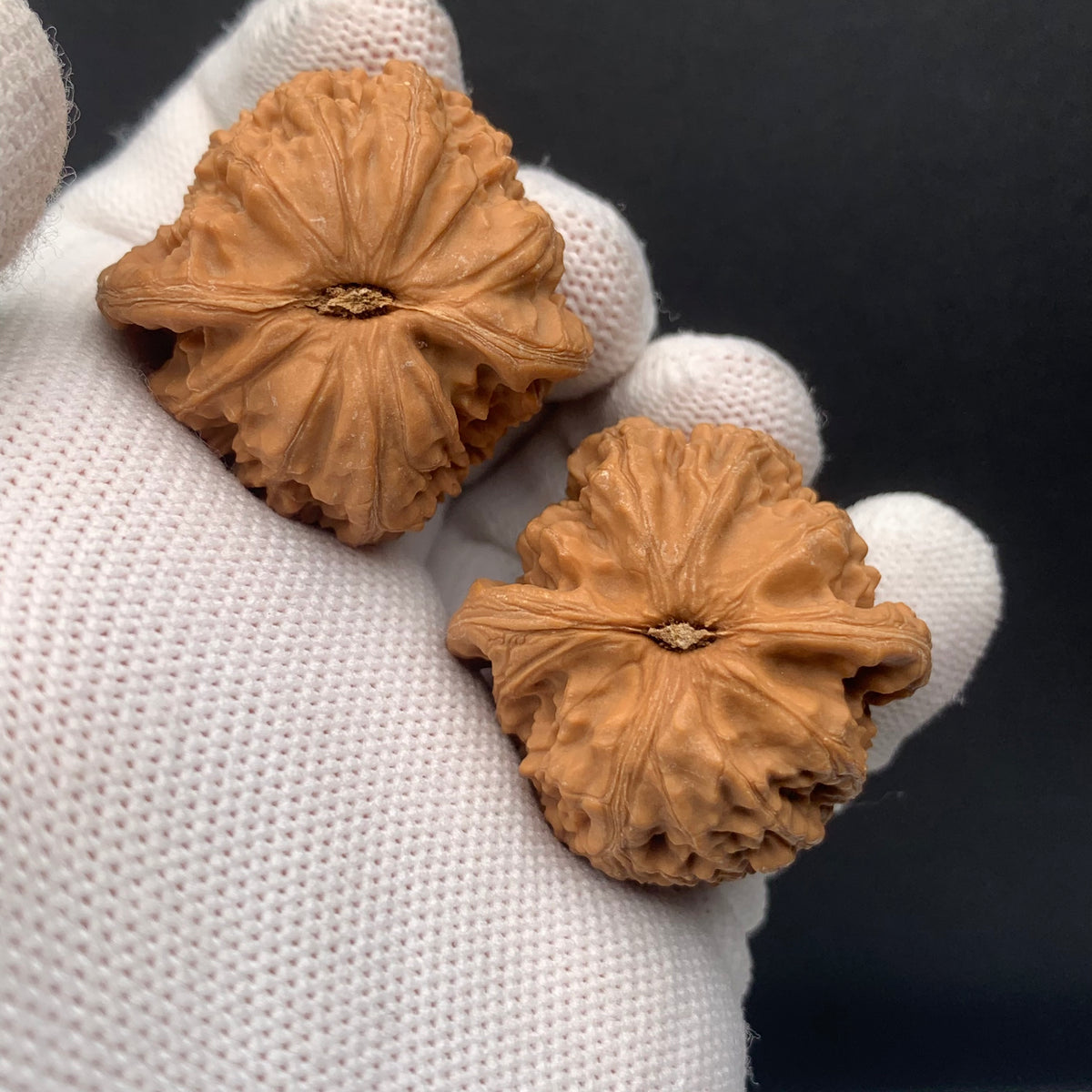 White Lion Walnuts | Width35*Belly34*Height33 | No. 671702 | Premium